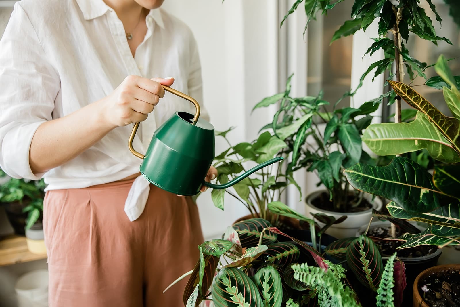 The best house plants to keep at Estates at New Albany Apartments.